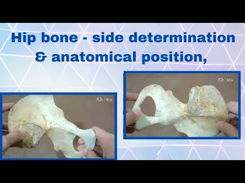 Hip bone side determination || Hip bone anatomical position in English ...