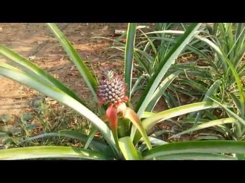 Video: Stirbt Ananas nach der Fruchtbildung - Wie oft trägt Ananas Früchte?