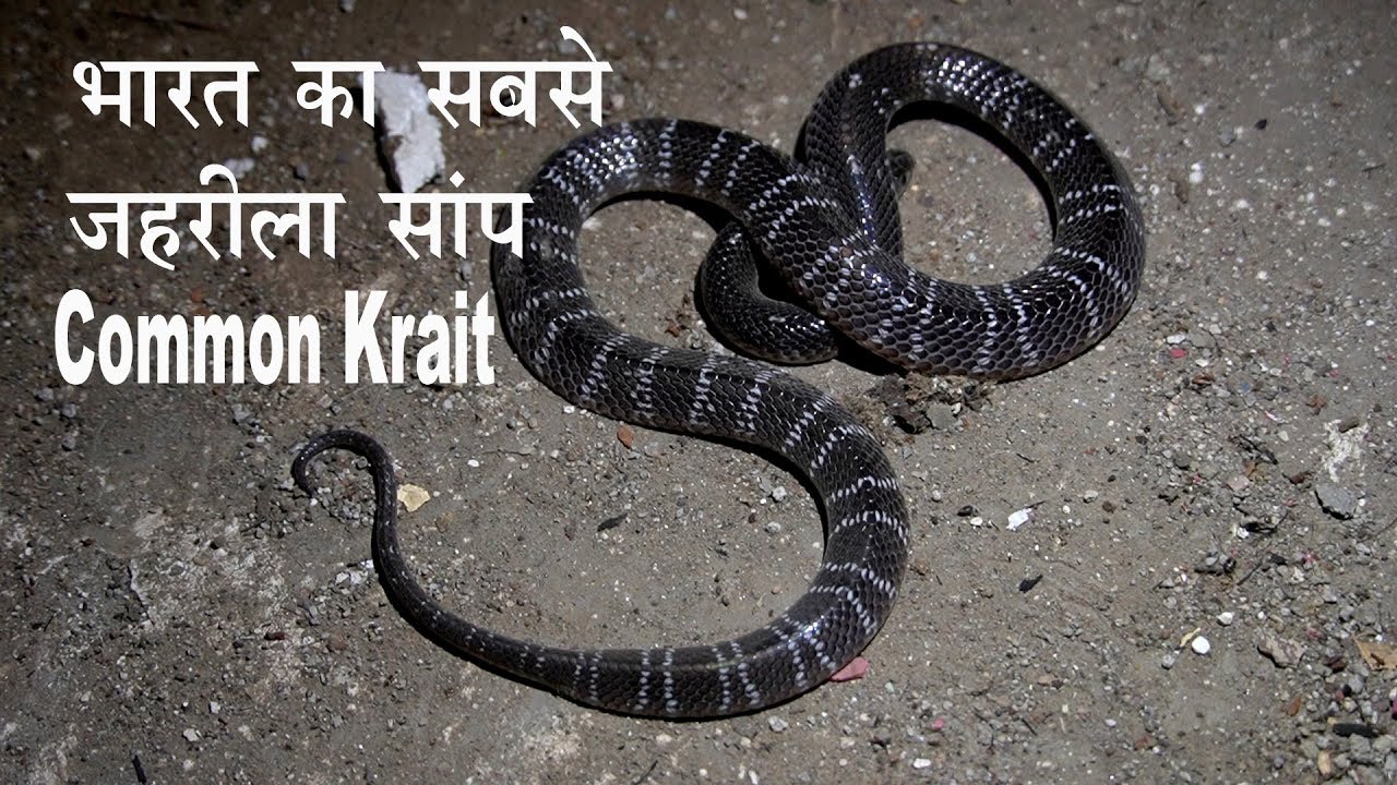 snake rescue team पहचाने भारत के सबसे जहरीले सांप को और किस तरह काटता है देखे ||krait|| Kamal choudhary 9755695959