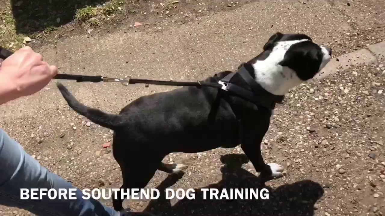 GUNNER, Fear Aggressive Staffie, Session 1 YouTube