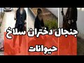 همه چیز درباره زنان سلاخ و درآمد باورنکردنی زنان سلاخ با حیوان کشی به سلیقه مشتری همه چیز درباره زنان سلاخ و درآمد باورنکردنی زنان سلاخ با حیوان کشی به سلیقه مشتری