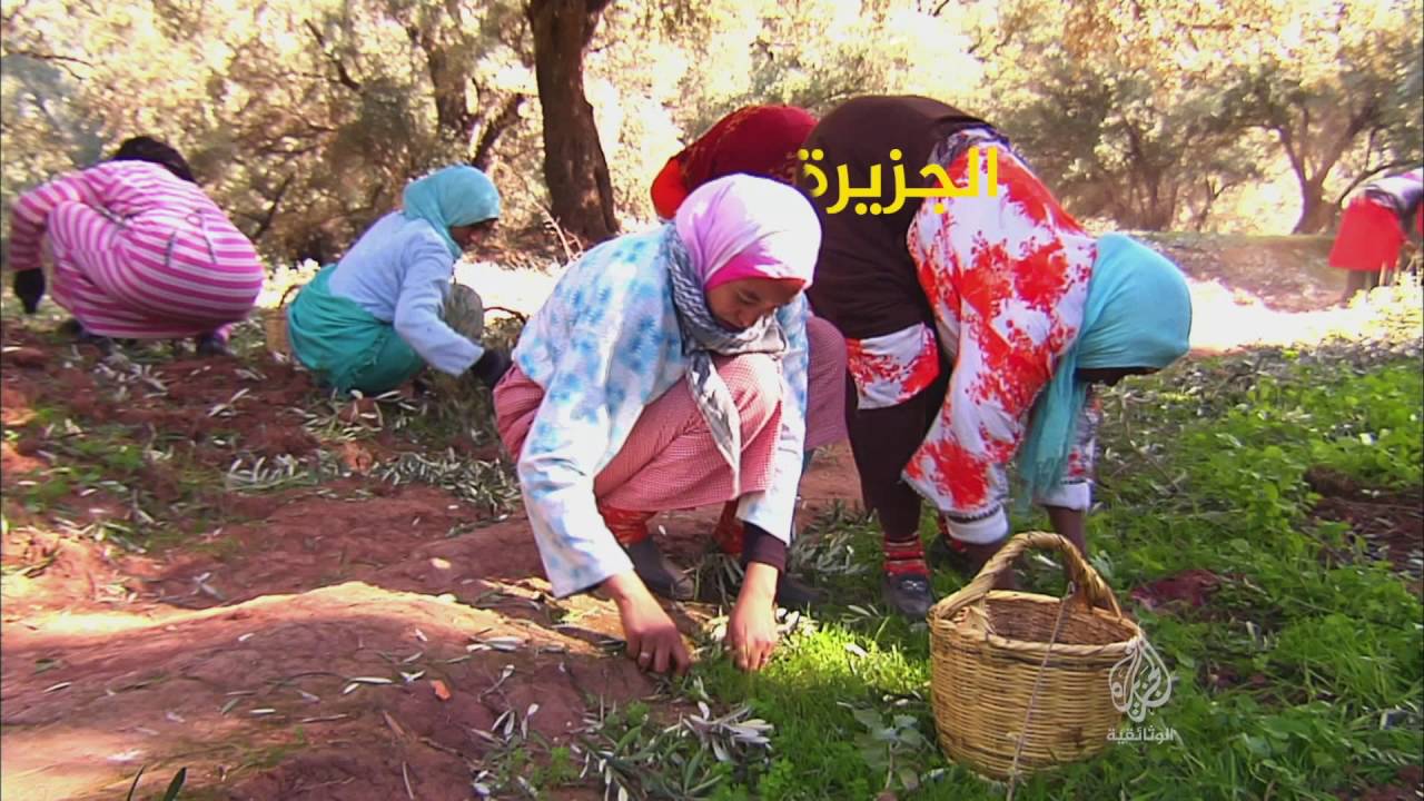 قصة الزيتون (برومو) - الجزيرة الوثائقية