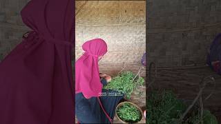 Masak paria gengge atau pare mini