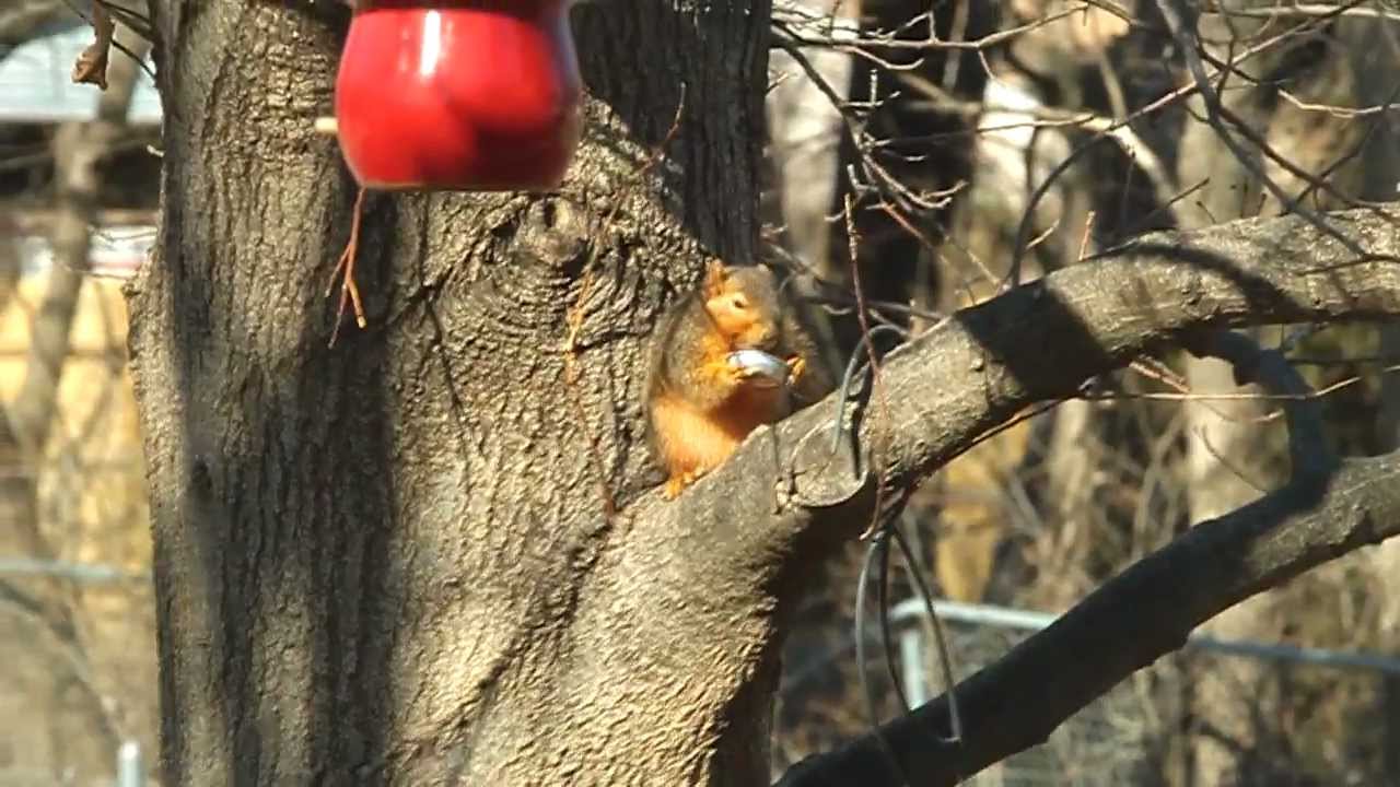 insects picture A Squirrel Eatting Cracker Barrel Jelly