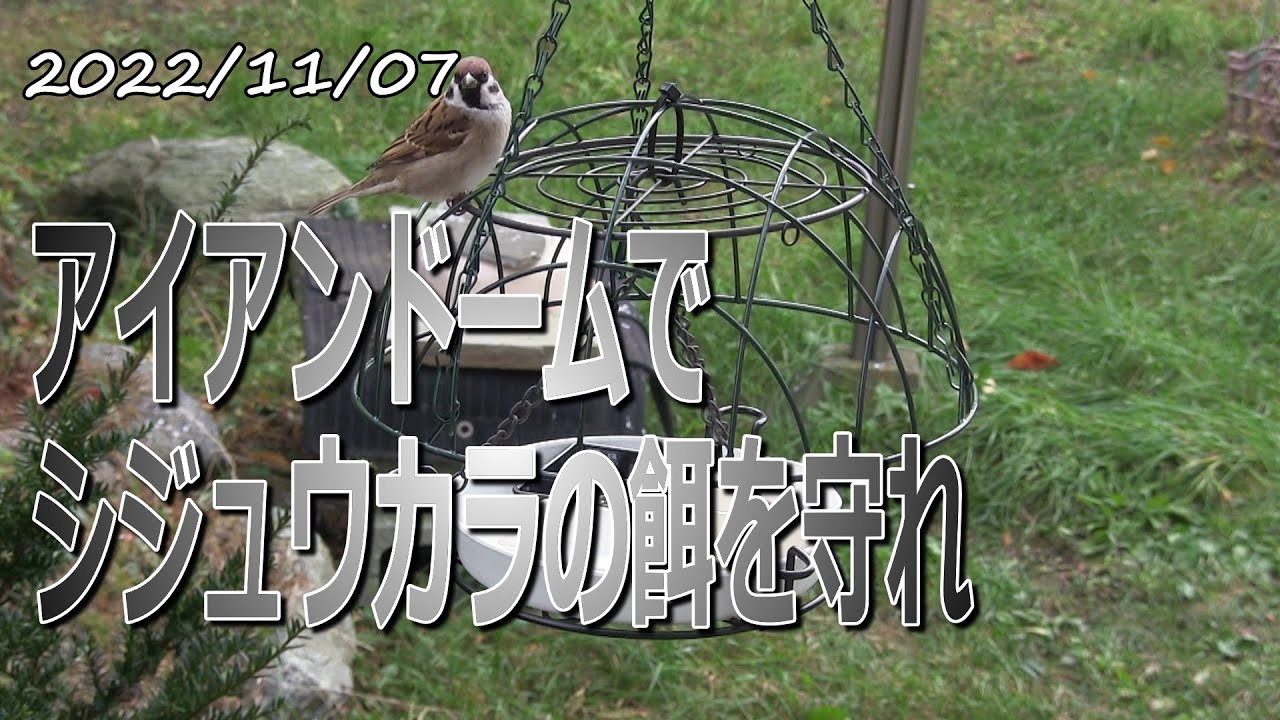 Iron Dome protects the tit's food! Easy bird watching with a