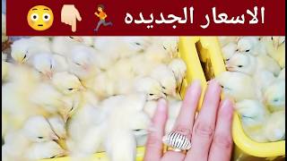 عاااجل✋إرتفاع مفاجئ لأسعار الفراخ البيضه عكس المتوقع والسبب🤫 أسعار الكتاكيت بورصه الخميس 4/6/2026🏃👇