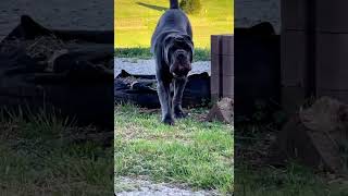 Neapolitan mastiff an accident breed of dog credits@houseofmastiniinstagram