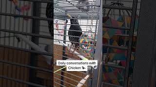 My European starling Chicken has become quite the chatter box! #birds #talkingbirds #starling #fypシ