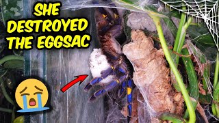 I AM SHOCKED! Metallica Destroyed her Eggsac, and lost a leg...
