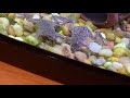 Feeding African Dwarf Frogs