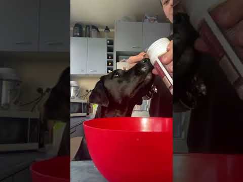 Labrador Gets Involved in Making her own Birthday Cake