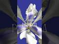 IRIS DI PASQUA - video augurale #irisdipasqua