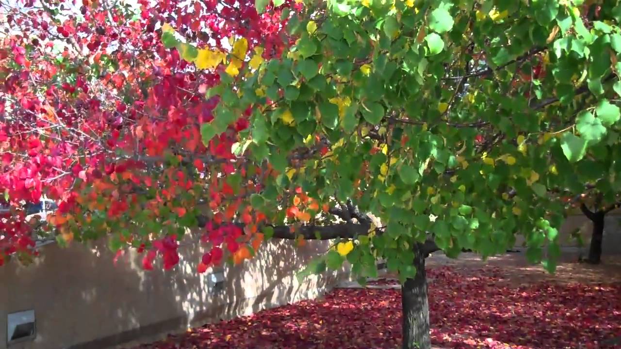 Fall Colors of Madison Part 12