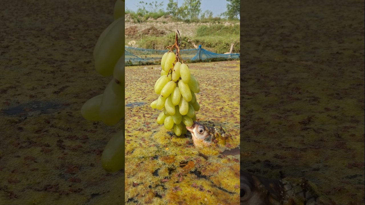 Fishing with grapes 
