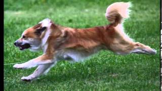 Meet the Icelandic Sheepdog by Jo-Ann Secondino 24,578 views 8 years ago 2 minutes, 42 seconds