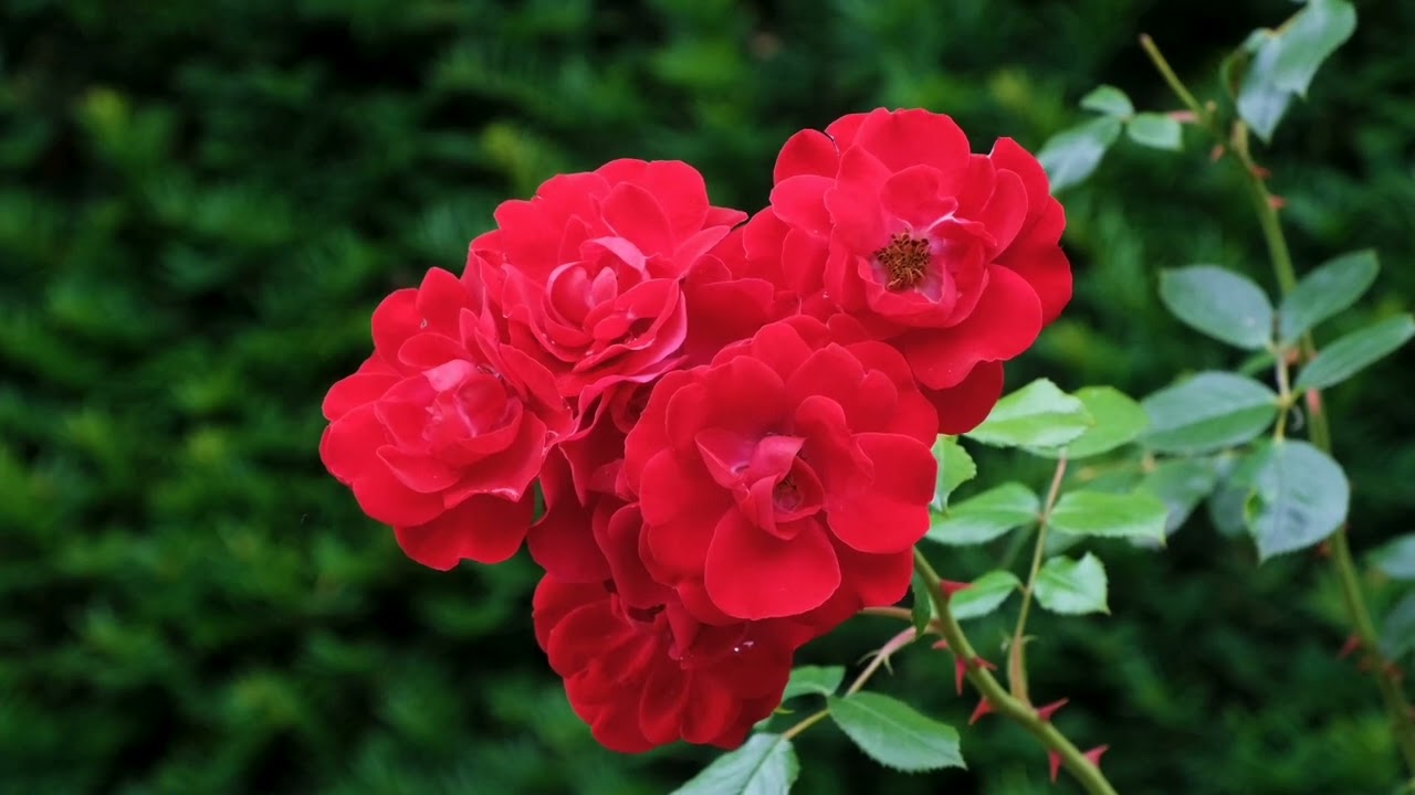 Kırık Mızrap - Gül bahçesi (Deli Sanır)