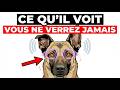 7 choses étranges que seuls les chiens peuvent voir et entendre, mais pas vous !