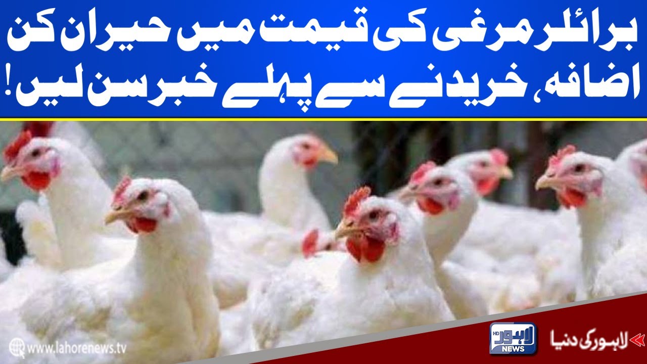 Broiler chicken prices witness a sharp increase YouTube