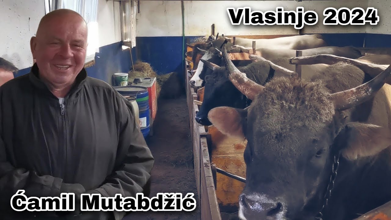 Kod Ćamila Mutabdžića sa Vlasinja bikovi imaju hotelski smještaj