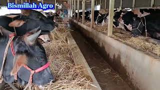 Bismillah Agro Bd Full Cattle Fram In Bangladesh Cow Fattening Fram