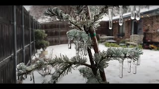Winter Ice Garden by Botanical Real  67 views 1 year ago 9 minutes, 54 seconds