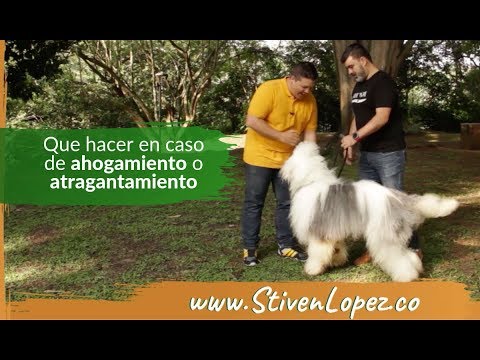 Video: Perro atragantado: maniobra de Heimlich canina