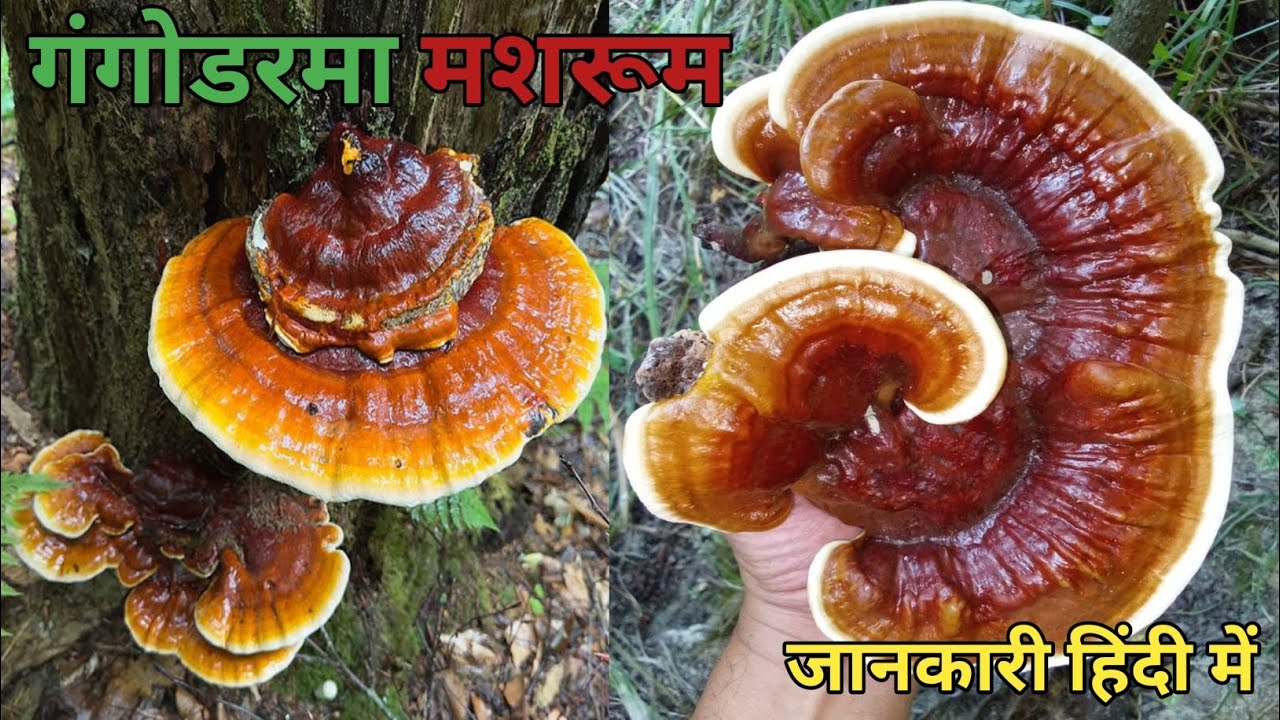 🌱 गंगोड्रमा मशरूम खेती | पूरी जानकारी ,फायदे और कमाई | Mushrooms farming