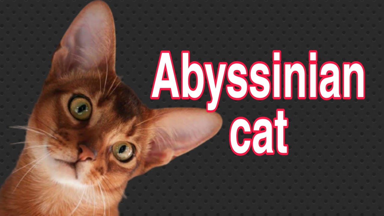 Character of Ethiopian cats Facts about the Ethiopian cat YouTube