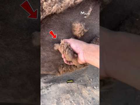 لماذا لا ي جز وبر الجمل الحقيقة ستدهشك