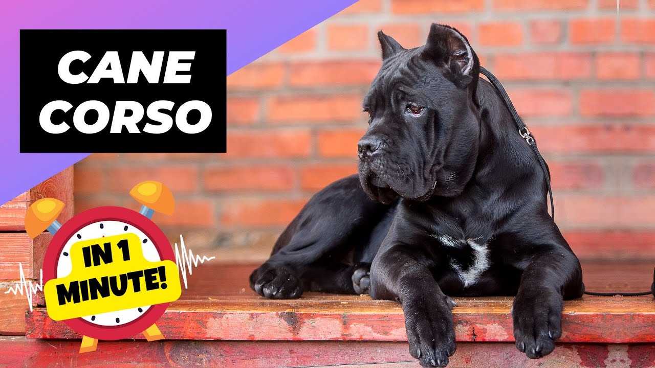 Cane Corso In 1 Minute! 🐶 One Of The Biggest Dog Breeds In The World