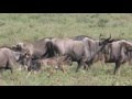 Танзания. Миграция антилоп. Роды на бегу. Нескончаемый бег полутора миллионов антилоп гну