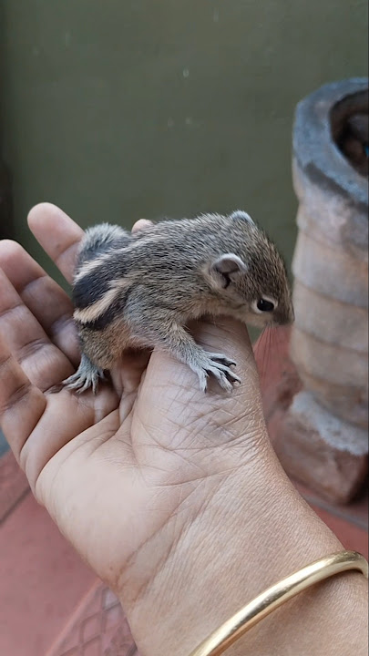 எப்படி வந்தாயோ..🐿️ #newshortfeed #youtubeshorts #epadivandhayo #petslovers #squirrel #vibes #shorts