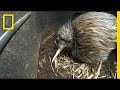 Bizarre, Furry Kiwi Bird Gets a Closer Look | National Geographic