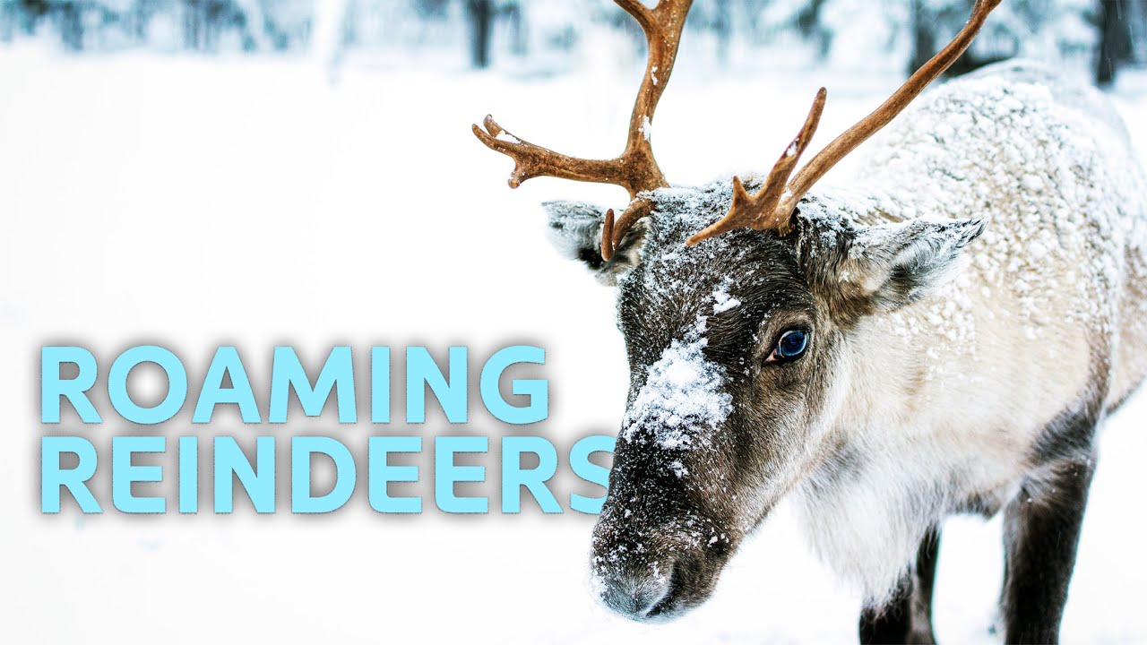 Untouched Arctic: Relaxing Reindeer Snow Walk | 4K