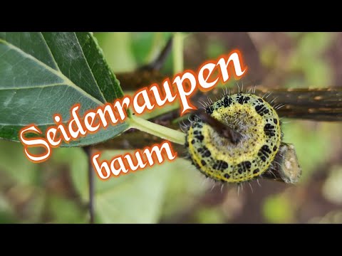 Maclura tricuspidata: Exotischer Obstbaum für den Garten?