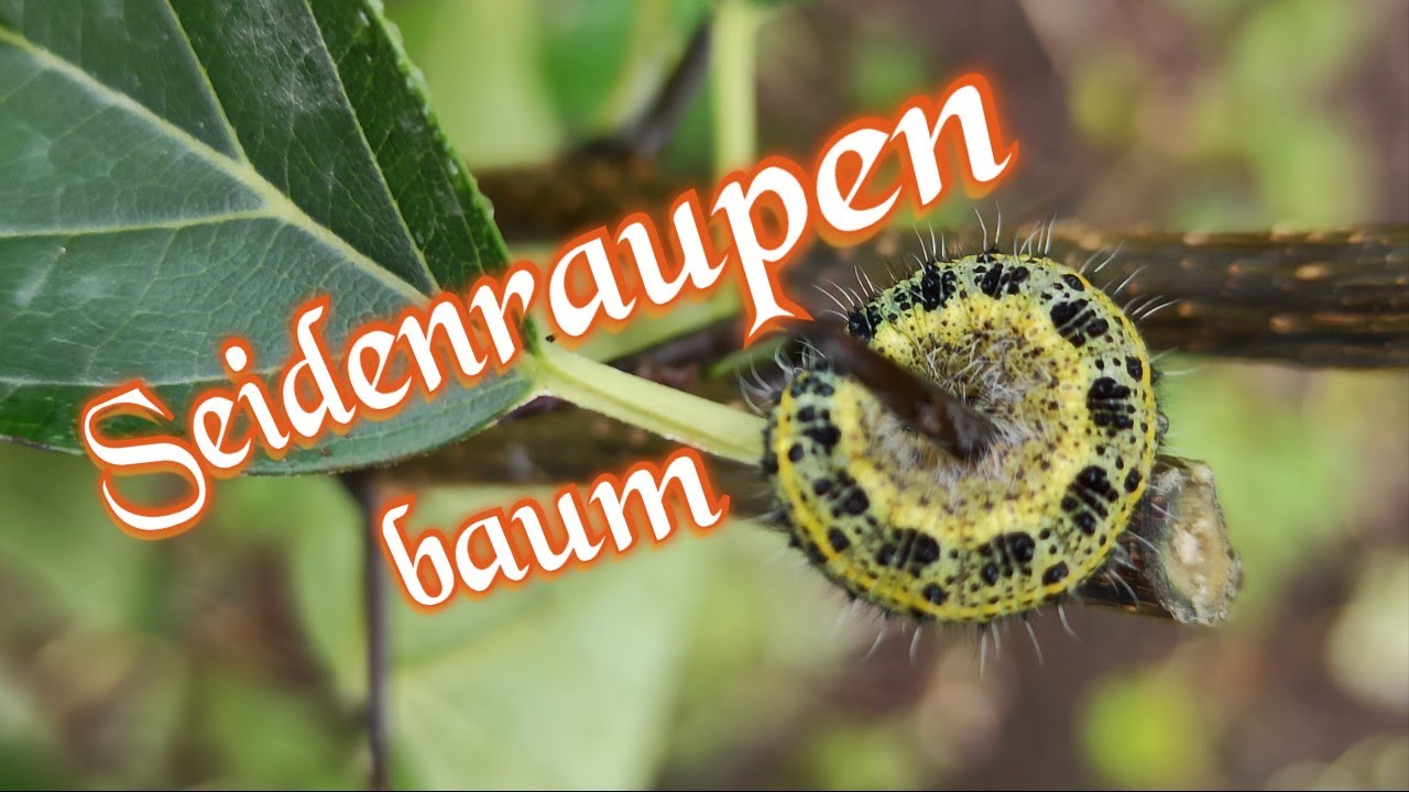 Maclura tricuspidata: Exotischer Obstbaum für den Garten?