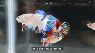 Betta fish growth from day 1 to 5 months #Betta