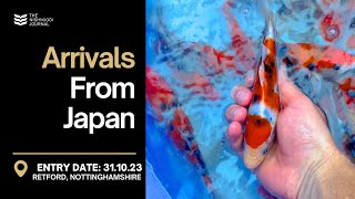 Arrivals From Japan | The Nishikigoi Journal | EP #019