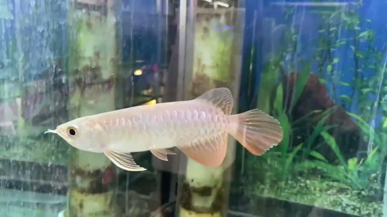 12/13(土)おすすめ情報｜アクアペット小倉｜福岡県北九州市の熱帯魚 
