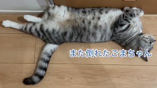 また倒れたごまちゃん