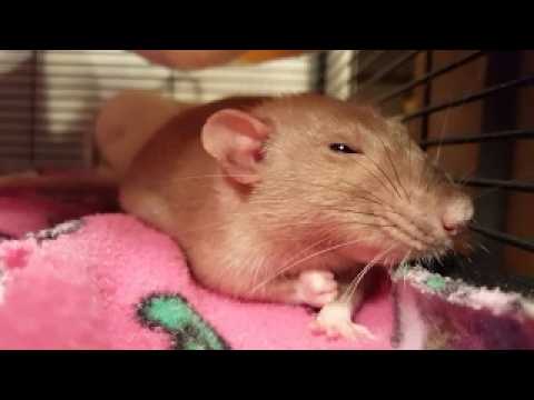 Balatro (was Mouse: P.i. For Hire)