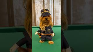 Onlar Arkadan Havlarlar Lvbel C5 Ciko