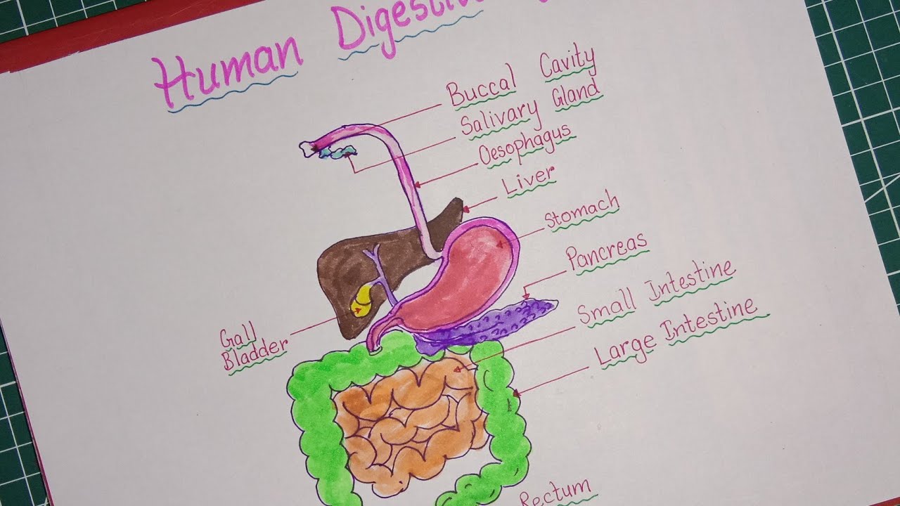 How to draw human digestive system / Human digestive system structure ...