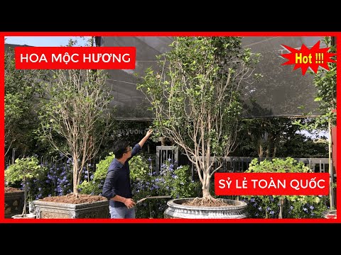 Video Cây Mộc Hương Ta Và 8 Loài Hoa Đẹp Chơi Tết 2023 |... - youtube