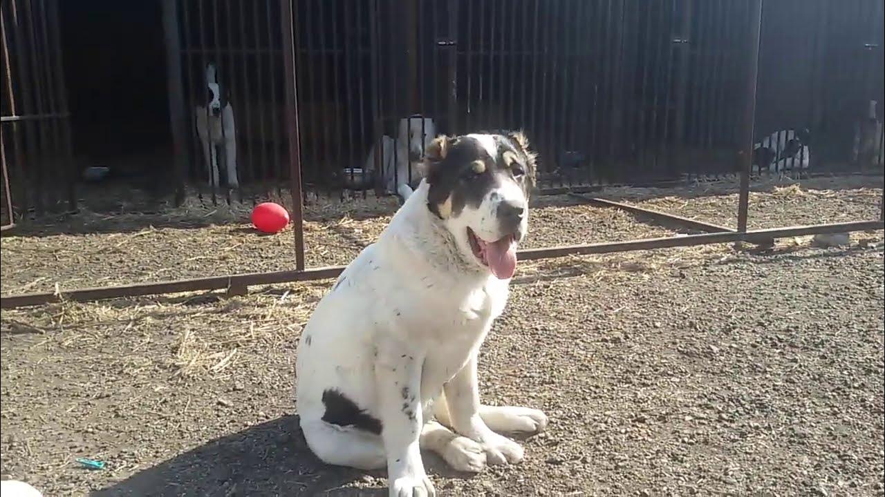 Бугай алабай. Алабай на прогулке. Бугай алабай. Перегрызенный алабай. Бугай алабай.