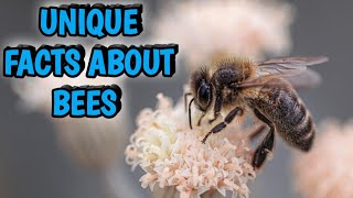 Unique fact about bees