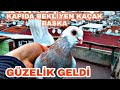 KAPIDA BEKLİYEN KAÇAK BASKA GÜZEL GÜVERCİN