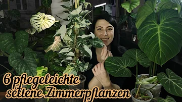 Ist Philodendron pflegeleicht?