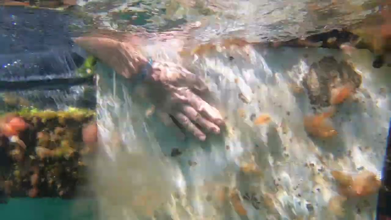 Silicone foul release coating on panels - 2nd season in water