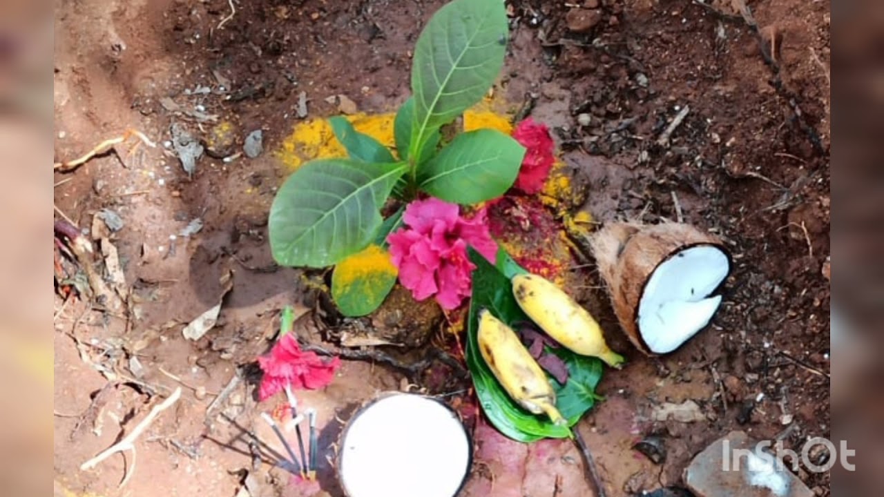 MURRALI TEAK FARM@ tissue culture teak plantation@